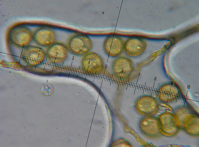 Perichaena corticalis